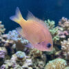 Agile Bronze Chromis