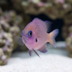 Alternative view of Agile Bronze Chromis