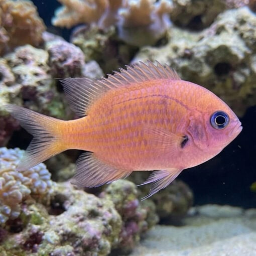 Agile Bronze Chromis - Image 3