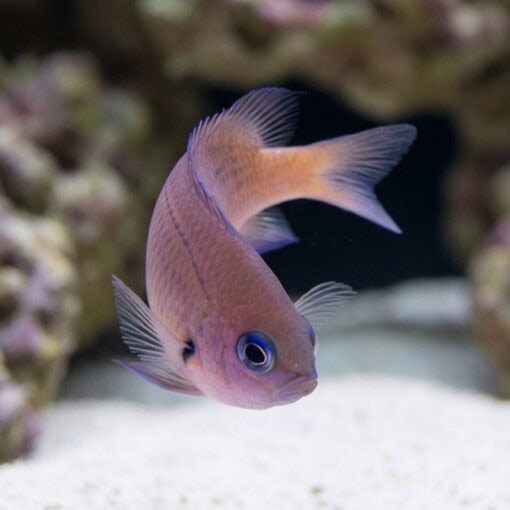 Agile Bronze Chromis - Image 4