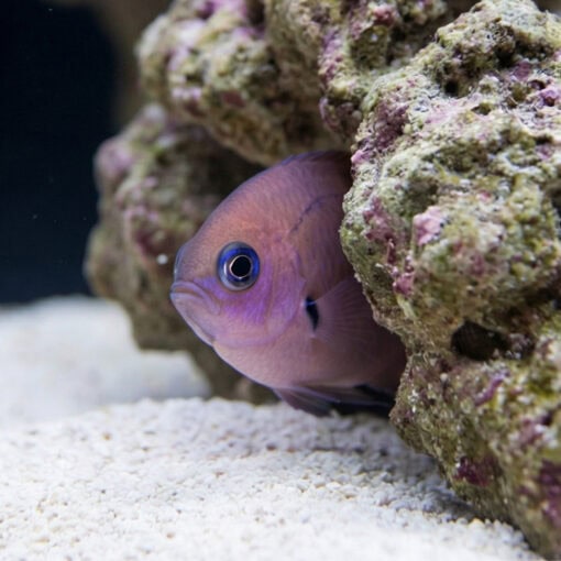 Agile Bronze Chromis - Image 5