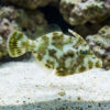 Aiptasia Eating Filefish