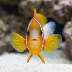 Alternative view of Barrier Reef Clownfish