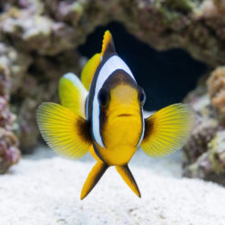 Alternative view of Allard's Clownfish