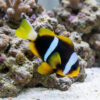 Allard's Clownfish