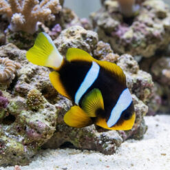 Allard's Clownfish