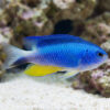 Allen's Damsel
