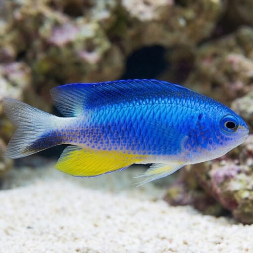 Allen's Damsel