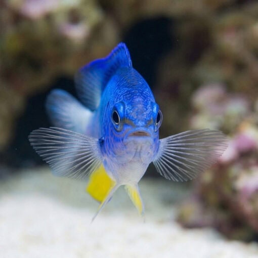 Allen's Damsel - Image 2