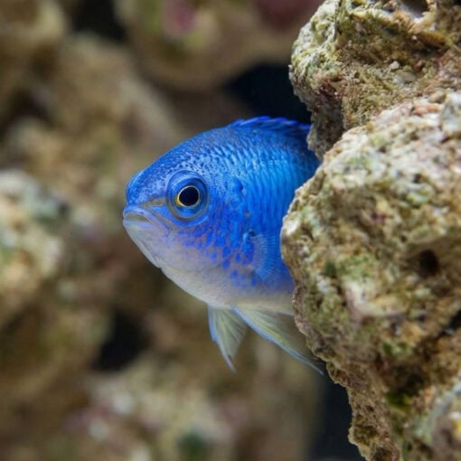 Allen's Damsel - Image 4