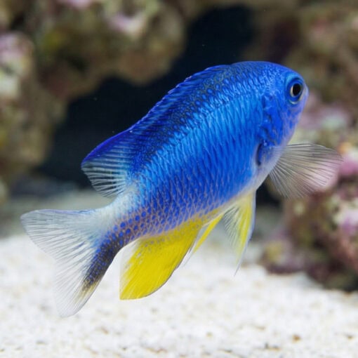 Allen's Damsel - Image 5