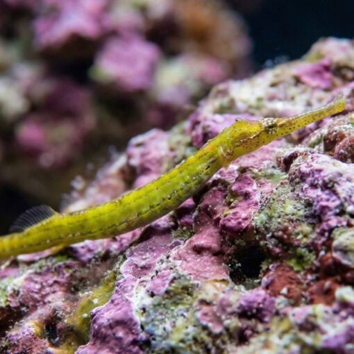 Alligator Pipefish