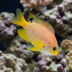 Ambon Damsel