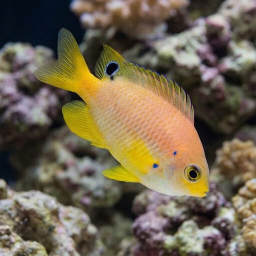 Ambon Damsel