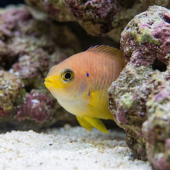 Alternative view of Ambon Damsel