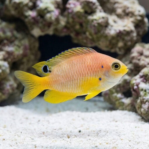 Ambon Damsel - Image 3