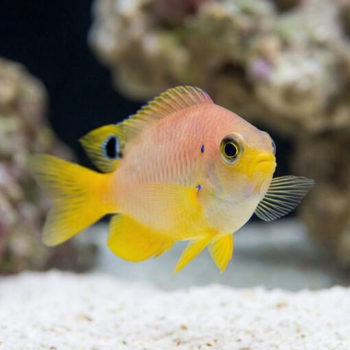 Ambon Damsel - Image 4