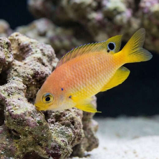 Ambon Damsel - Image 5