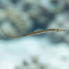 American Gulf Pipefish