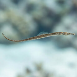 American Gulf Pipefish