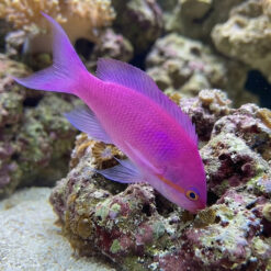 Amethyst Anthias