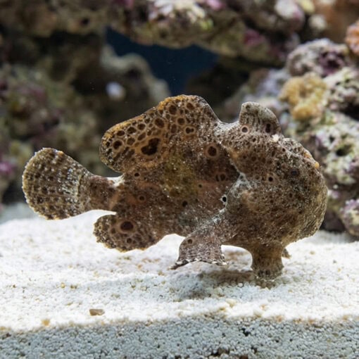 Anglerfish