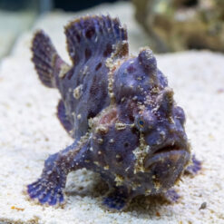 Alternative view of Anglerfish