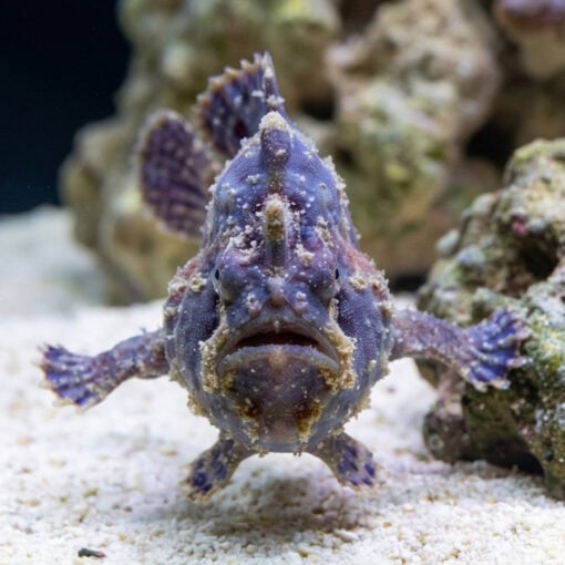 Anglerfish - Image 3