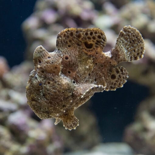Anglerfish - Image 4