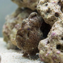Anglerfish resting camouflaged among coral rocks on sandy seafloor, brown mottled texture blending with surroundings, small blue eye visible