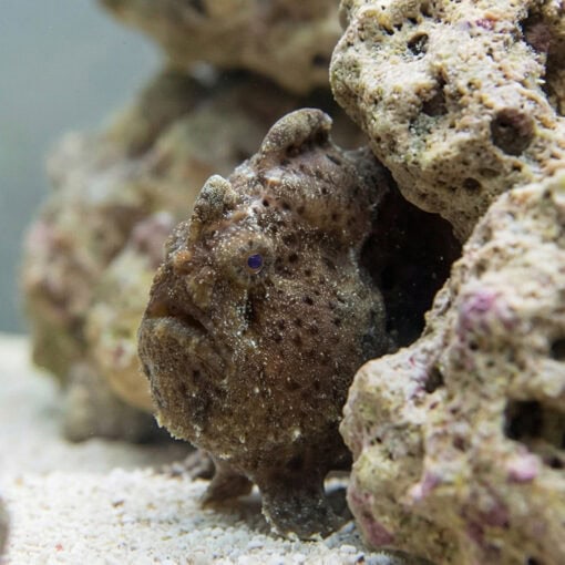 Anglerfish resting camouflaged among coral rocks on sandy seafloor, brown mottled texture blending with surroundings, small blue eye visible