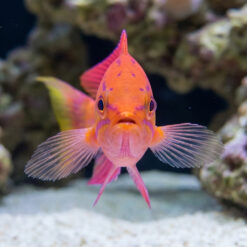 Alternative view of Angulatus Flasher Wrasse