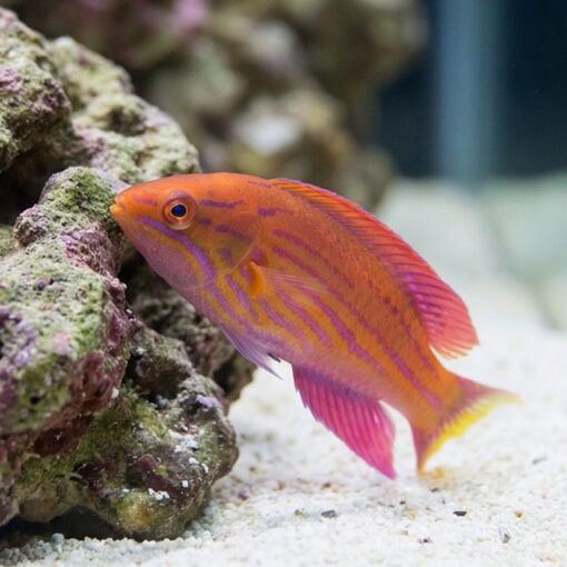 Angulatus Flasher Wrasse - Image 3