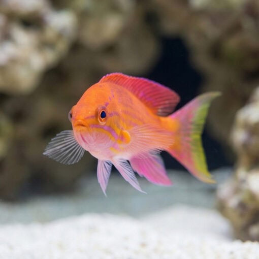 Angulatus Flasher Wrasse - Image 4