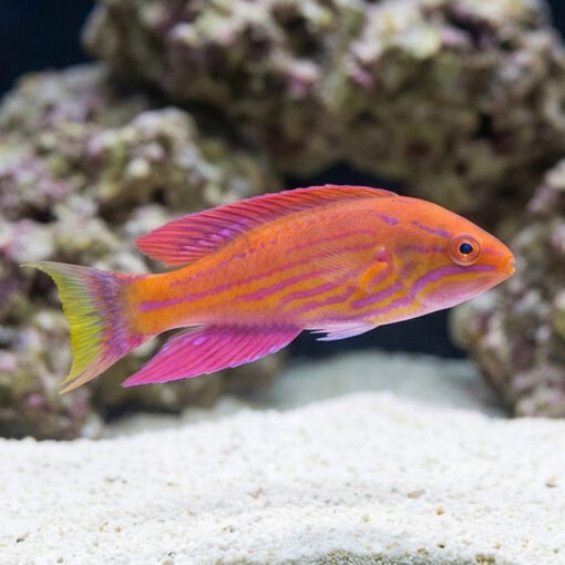 Angulatus Flasher Wrasse - Image 5
