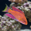 Angulatus Flasher Wrasse