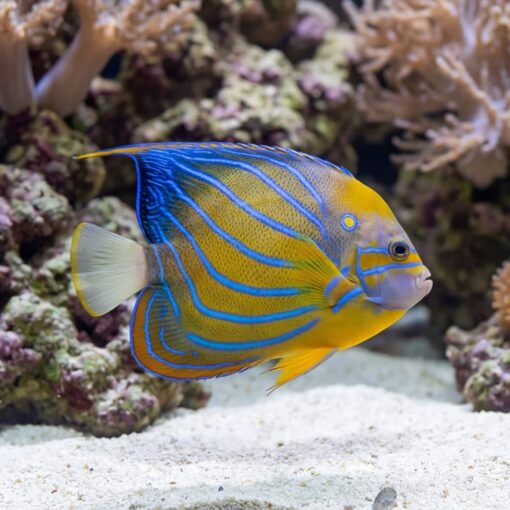 Annularis Angelfish - Image 5