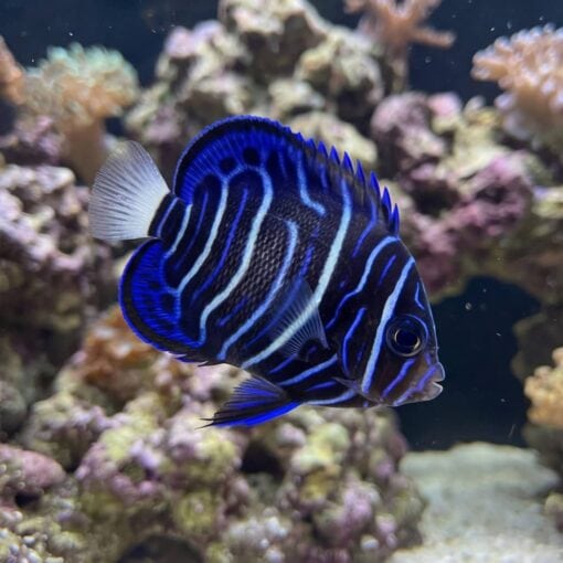 Annularis Angelfish - Image 3