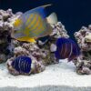 Annularis Angelfish