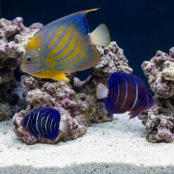 Annularis Angelfish