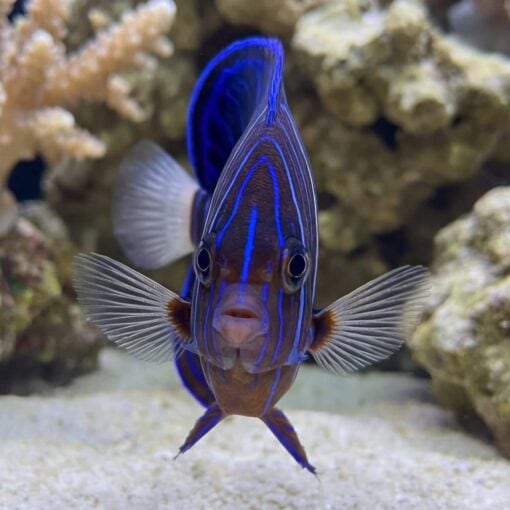 Annularis Angelfish - Image 2