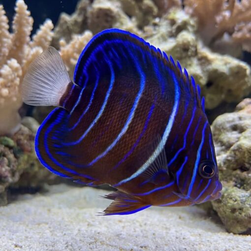 Annularis Angelfish - Image 4