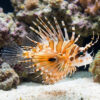 Antenneta Lionfish
