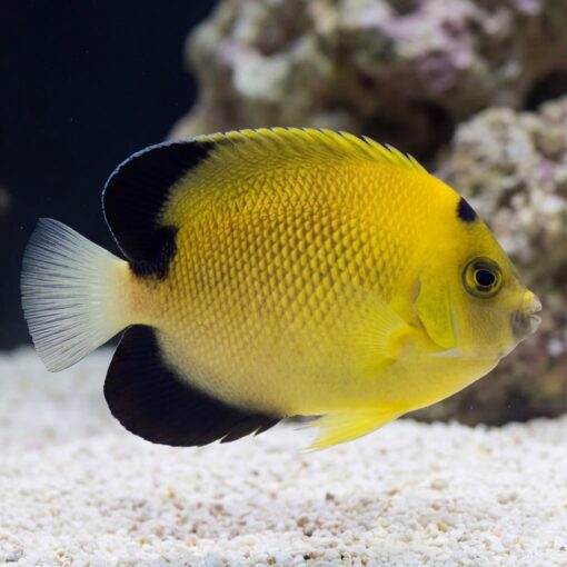 Armitage Angelfish