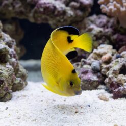 Alternative view of Armitage Angelfish