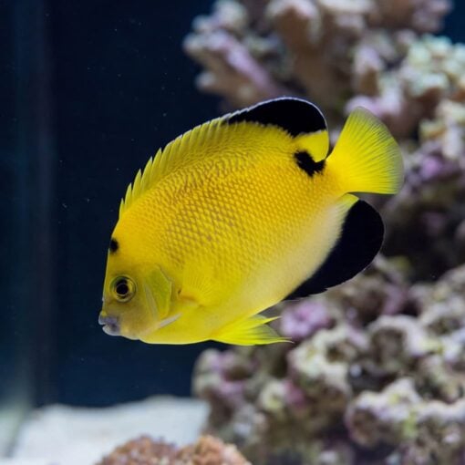 Armitage Angelfish - Image 3