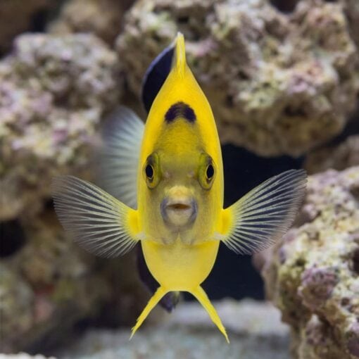 Armitage Angelfish - Image 4
