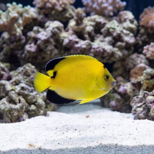 Armitage Angelfish - Image 5