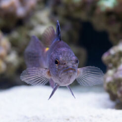 Alternative view of Arrowhead Basslet
