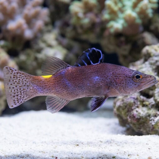 Arrowhead Basslet - Image 3